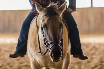 Obraz premium Horse