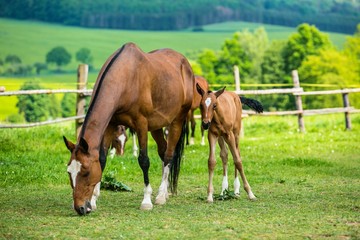 Naklejka na ściany i meble Brown horse mother with her foal grazing in paddock, Akhal teke warm blood horse, sunny spring day, farm, green trees and yellow flower field in background, fence with wooden poles, rural countryside