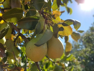 green ripe pears on the summer tree