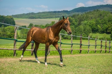 Young aristocratic reddish brown shiny stallion of Akhal Teke horse breed from Turkmenistan, walking in a pasture, sunny spring day at a farm, green grass, rural countryside in background