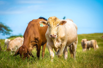 Beautiful cattle standing in the field of grass in farm