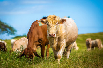Beautiful cattle standing in the field of grass in farm
