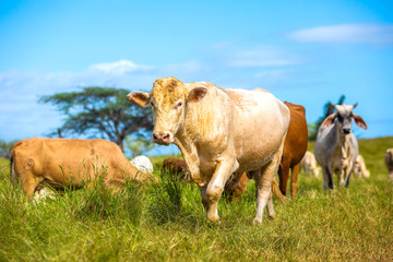 Beautiful cattle standing in the field of grass in farm