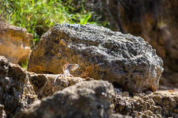 Wild iguana at the beach of Puerto Rico on rocks