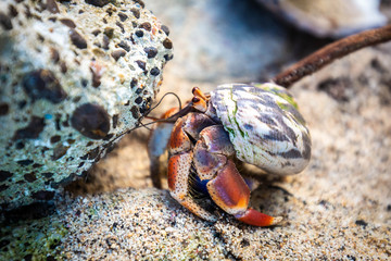 Hermit Crab in seashell crawling on the shore