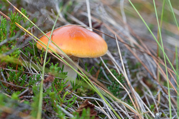 Cortinarius collinitus is a species of fungi in the family Cortinariaceae