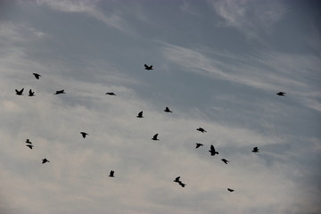 flock away
