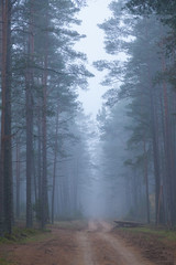 Morning fog and sandy road in a pine forest