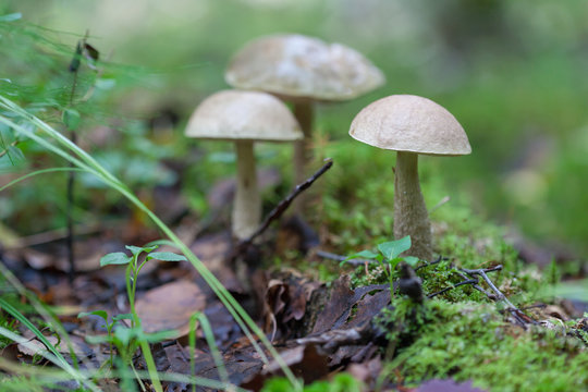 Leccinum scabrum, commonly known as the rough-stemmed bolete, scaber stalk, and birch bolete
