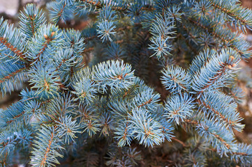 The branches of a Christmas tree . Nature Background.