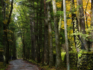 Obraz premium 日本の紅葉