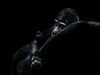 Gorilla gorilla, The western gorilla, baby gorilla © kamilpetran