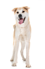 akita inu in studio