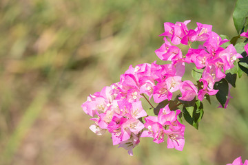 .Bougainvillea flower with blurred background.