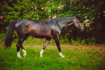 Naklejka premium horse in the field