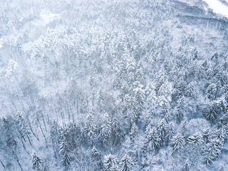Fototapeta premium Aerial winter forest view. Drone landscape, fly above. White trees with snow, beautiful wallpaper background. High modern photography.