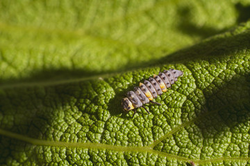 Larvae of beetles Looks like a worm There are beautiful colors on the body.