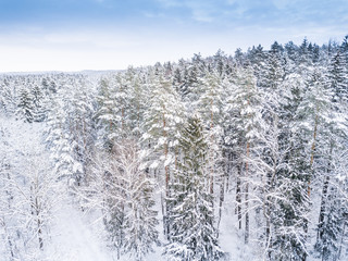Aerial winter forest view. Drone landscape, fly above. White trees with snow, beautiful wallpaper background. High modern photography.