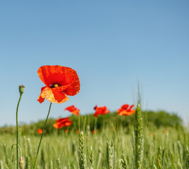 Poppy field. Wild poppy, red poppy. Unusual flowers. Red poppy flowers in the field.