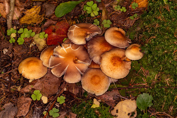 Armillaria summer (Kuehneromyces mutabilis)