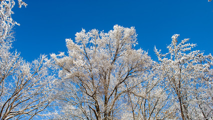 Tree tops covered with snow against a blue sky on a sunny day.