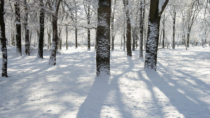 tree trunks covered with snow in the park on a sunny day. © APHOTOSTUDIO
