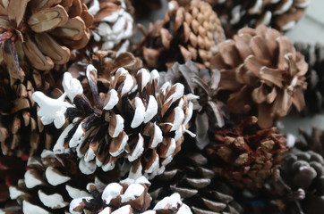 Close up of pine cones