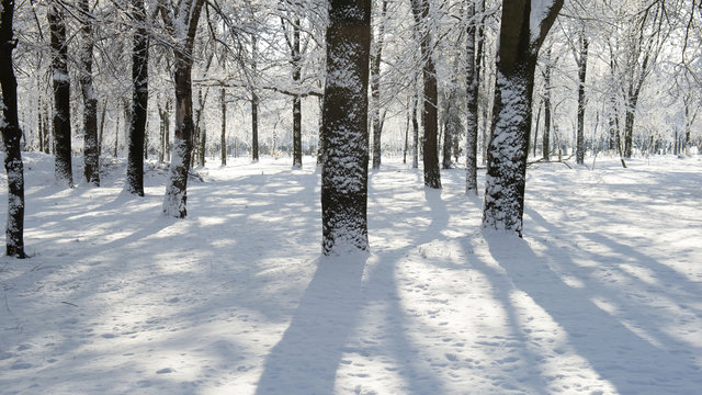 tree trunks covered with snow in the park on a sunny day.