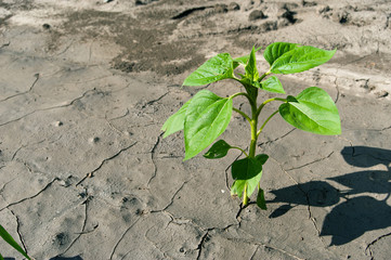 poor harvest of sunflower
