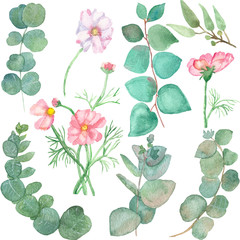 Elegant watercolor pattern set of branches and leaves of blooming fresh eucalyptus and pink daisies, with delicate petals, on a white background. Lovely hand painted for great design, with love! © Natalia