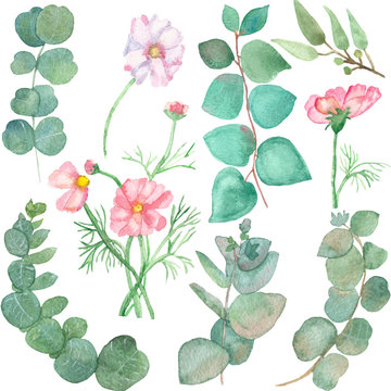 Elegant watercolor pattern set of branches and leaves of blooming fresh eucalyptus and pink daisies, with delicate petals, on a white background. Lovely hand painted for great design, with love!