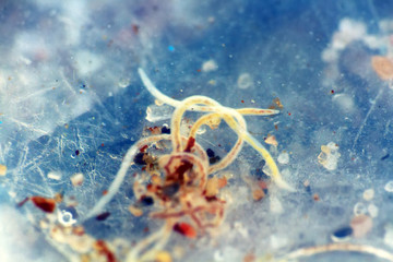 animals of the tidal zone of the seas