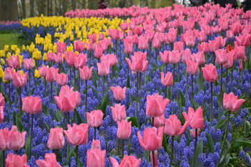 Flowers Of Holland