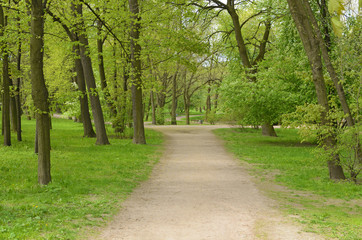 Sunny landscape in the forest.