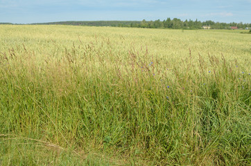 In the meadow the grass grow.