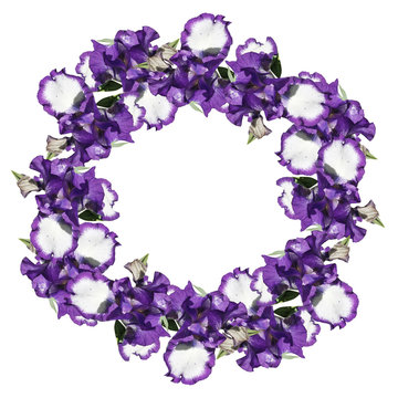 Circle of irises isolated on white background 