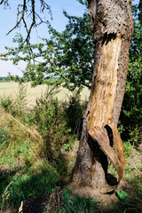 Baum bei Hirschfelde, Brandenburg, Deutschland
