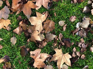 Texture of dry leaves on the grass