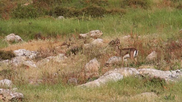 Israeli mountain gazelle fawn