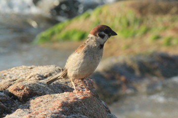 Sparrow on stone