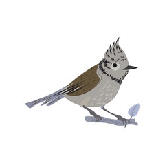 Beautiful multi-colored bird isolated on white background.