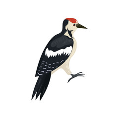 Beautiful multi-colored bird isolated on white background.