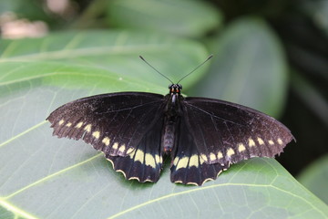 Obraz premium Schwarz weißer Schmetterling