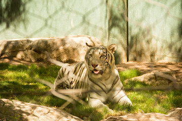 Close-up view of beautiful white bengal tiger at zoo. Animals in captivity