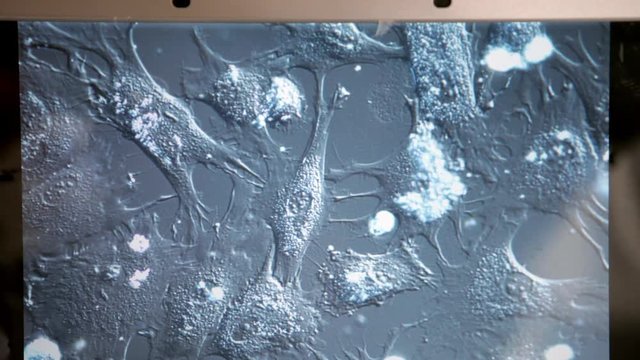 Human cells on display
