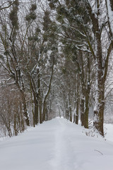 Snowy alley in the winter park.