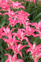 Blooming tulips in Keukenhof park in Netherlands, Europe