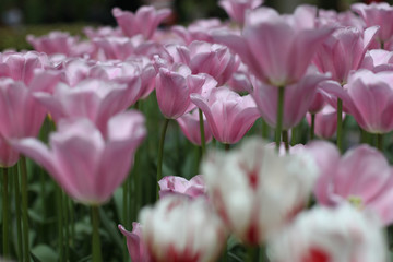 Blooming tulips in Keukenhof park in Netherlands, Europe