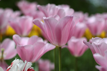Blooming tulips in Keukenhof park in Netherlands, Europe