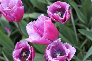 Blooming tulips in Keukenhof park in Netherlands, Europe